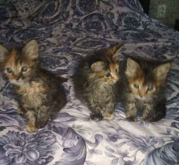 сколько стоит сиамские котята: Котята Мейн-Кумов. Рождены 27.10.2022. Все девочки,на последнем фото