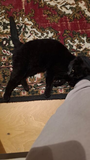 Pişiklər: Siam, Dişi, Yaxşı əllərə — 7