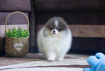Продажа собак: Шпиц, 3 месяца, Самец, С прививкой at lalafo.kg — 9 Продажа собак: Шпиц, 3 месяца, Самец, С прививкой — 9