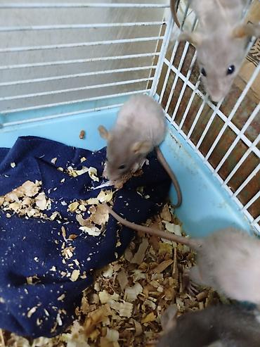 Крысы: Продам маленьких крысят Рэксов . Есть в продаже клетки поильники — 10