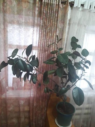 Фикусы: Комнатные растения в горшках. 1) Фикус эластика (каучуковое дерево) - — 5