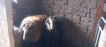 Баран, овца: Продаю | Овца (самка) | Для разведения — 6