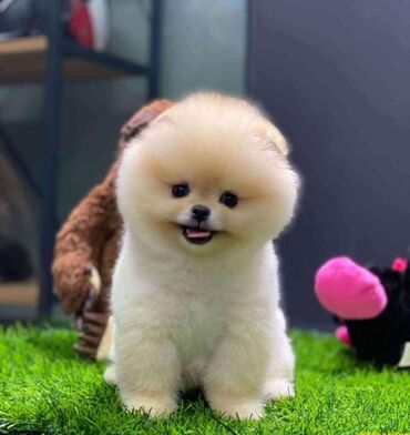 İtlər: Şpitz, 1 il, Dişi, Peyvəndli, Rayonlara çatdırılma, Pulsuz çatdırılma, Ünvandan götürmə — 7