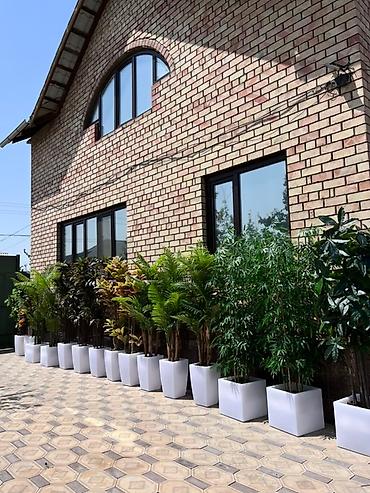 Декоративные цветы: 🌿✨ Mayram Decor.kg – искусственные деревья и цветы в Бишкеке ✨🌿 — 19