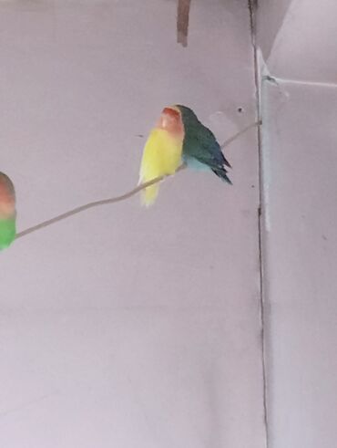 Tutuquşları: Bala veren cütler.Yuvaas bala al Tam sağlam quşlardı.Üiymət.topdan — 6