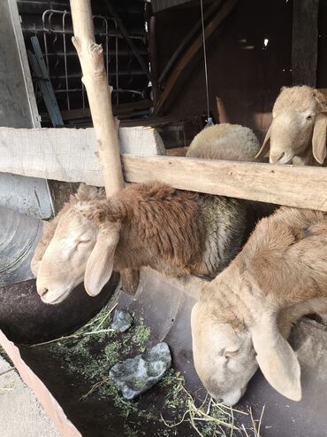 Баран, овца: Продаю 4 кочкорика at lalafo.kg — 9 Баран, овца: Продаю 4 кочкорика — 9