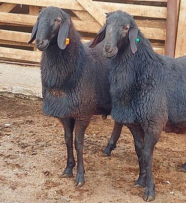 Баран, овца: Продаю | Ягненок, Баран (самец) | Для разведения | Племенные, Осеменитель — 6