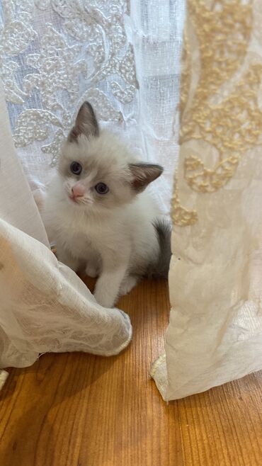 веслоухие котята: Срочно продаю чистопородных котят, преданной и ласковой породы Сиам!