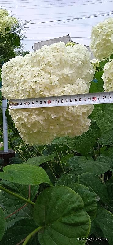 Гортензия: Саженцы Самовывоз — 7