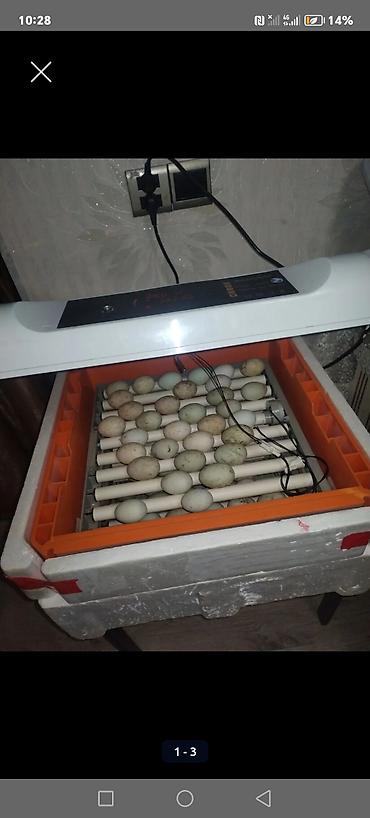 TƏCİLİ 375 ƏDƏDLİK TAM UNVERSAL avtomatik İNQİBATOR SATILIR 6 LATOK