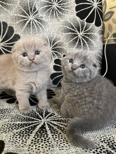 британские котята: В продаже Чистокровные шотландские котята.Папа scottish fold.Mama