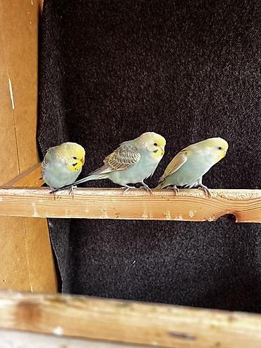 Животные: Волнистые попугаи (budgerigar) различных окрасов. Описание: - — 3