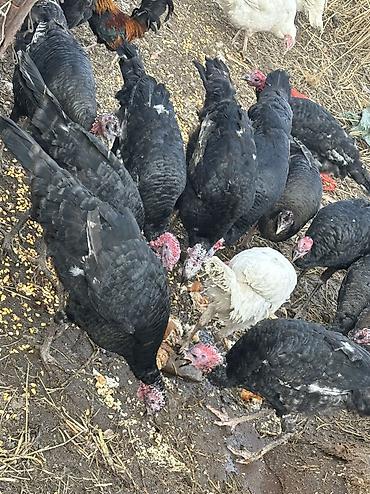 Индюки: Продаю | Индюшка (самка), Индюк (самец) | Черный принц, Северокавказская | На забой, Для разведения | Племенные — 2
