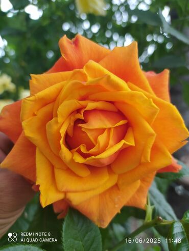 Şitillər: Məhsul: Bağ bitkiləri və meyvə fidanları seçimi - Hibiskus (Rose of — 73