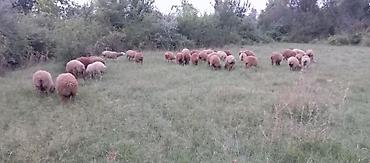 gəncə toyuq satan: 38 baş super sağlam zemanetli quzlardir .Ünvan Ağsu videolari var — 3