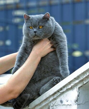 кот британский: КОТ на вязку полный пакет документов родословный клубный кот фото