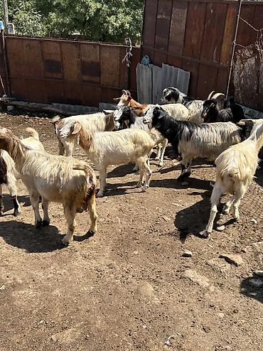 ucuz keci: Bu keçiler tecili satılır .Heleb ile qarışıqdır . Sağlam problemsiz — 1