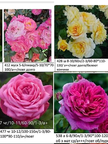 Роза: Саженцы — 1