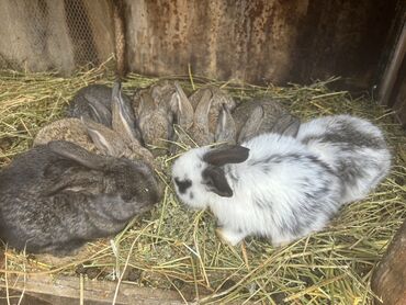 Кролики: Продаю | Крольчата | Фландр, Французский баран | Для разведения | Племенные