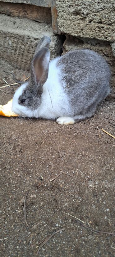 Dovşanlar: Sağlam dovşanlar satılır 13 azn 3 dənədir — 6