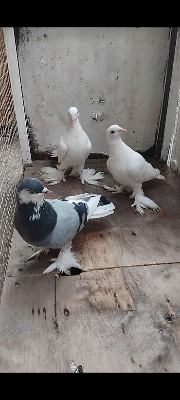 tap az alabay: 5 ededi dekarativ goyercin 5 ededi 40 manat — 4