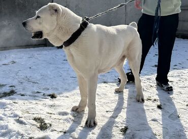 собака сучка: Вязка: Алабай, Самец, 5 лет, С прививкой