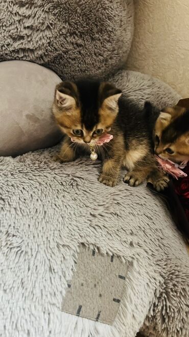 Pişiklər: Şinşilla, Dişi — 15