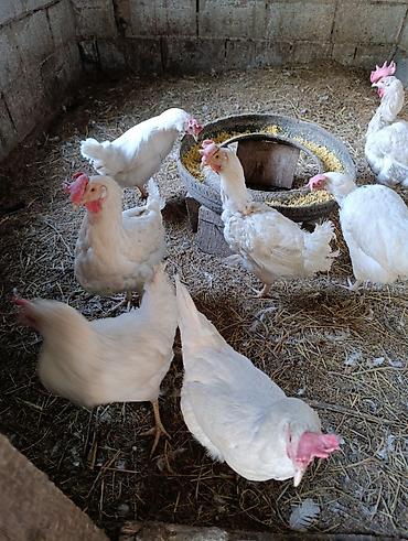 Птицы: Несушка тооктор уйдо оскон — 6