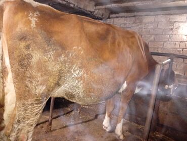 Inəklər, öküzlər: Südlük inəklər - Cins: Qarışıq südlük tip (qara-ağ alacalı və — 5