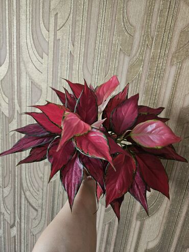 комнатные цветы каракол: Комнатные растения