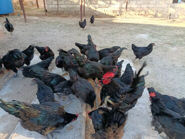 Toyuqlar: Təzə Alman Avstralorp Yumurtaları – Cavan və Sağlam! Yumurtalar -da lalafo.az — 9 Toyuqlar: Təzə Alman Avstralorp Yumurtaları – Cavan və Sağlam! Yumurtalar — 9