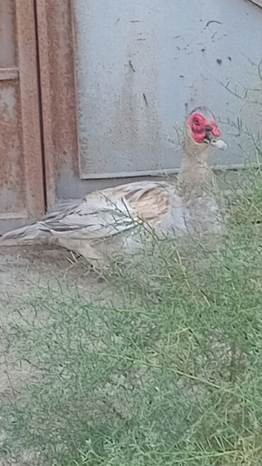 Коровы, быки: Muscovy ördəyi (indo-ördək) – boz-ağ rəng çalarında lələklər, baş və