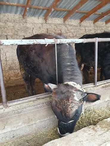 Коровы, быки: Продаю | Бык (самец) — 2