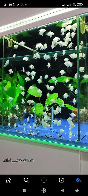 Аквариумы: Рыбки более 40 видов. Аквариумные рыбки. Рыба бишкек. Балык. Алтын — 6