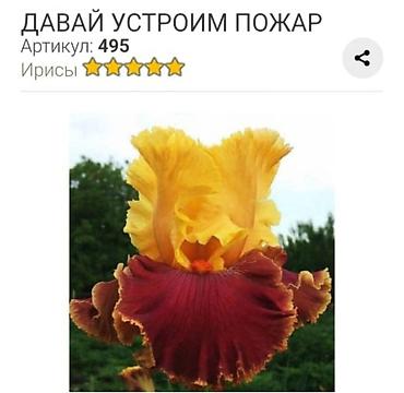 Другие садовые цветы и кустарники: Ирисы бородатые, сортовые в продаже корниделенки по одному вееру🌺 — 26