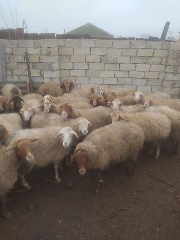 Qoyunlar, qoçlar: Qoyunlar, qoçlar — 14