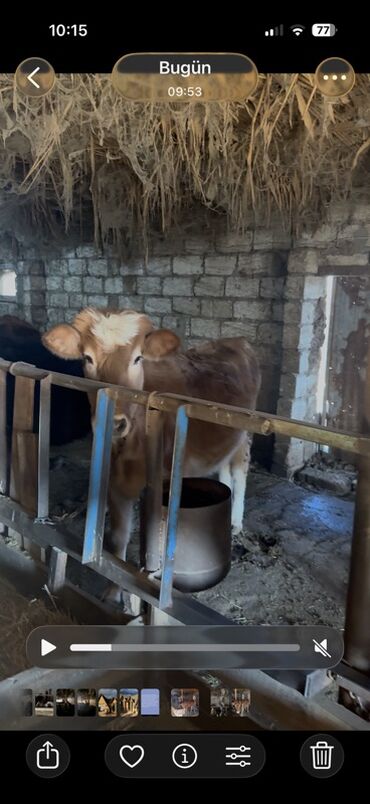 Inəklər, öküzlər: 18 baş dişi 230kq usbe us cekileri 5 aydi bağdadı — 2