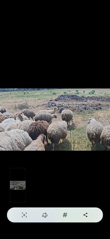 Mal-qara: Dişi, il: 10, 50 kq, Damazlıq, Ünvandan götürmə — 2
