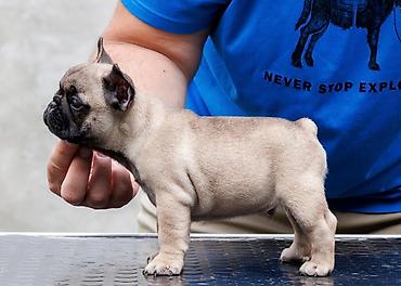 staford 3 meseca: French Buldog kennel Srcky's Fci 3759 oglasava vrhunsko leglo 3 zenke — 3