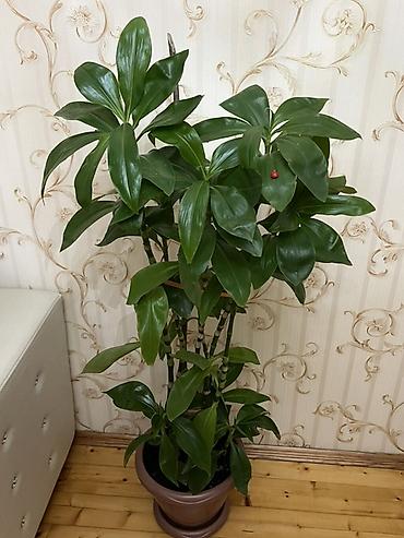 drasena bitkisi: Drasena (Dracaena fragrans) – dekorativ otaq bitkisi Hündürlüyü 1 — 1