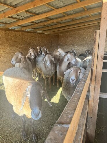 продажа домашних животных: Продаю | Овца (самка), Ягненок, Баран (самец) | Для разведения | Матка at lalafo.kg продажа домашних животных: Продаю | Овца (самка), Ягненок, Баран (самец) | Для разведения | Матка