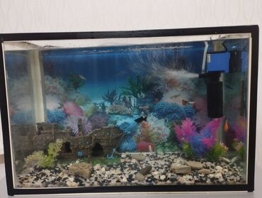 İtlər: Akvaryum dəsti - Şüşə akvaryum, qara çərçivə ilə - Təxmini ölçülər