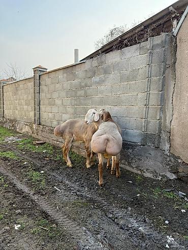 Баран, овца: Продаю | Баран (самец) | Арашан | Для разведения — 6