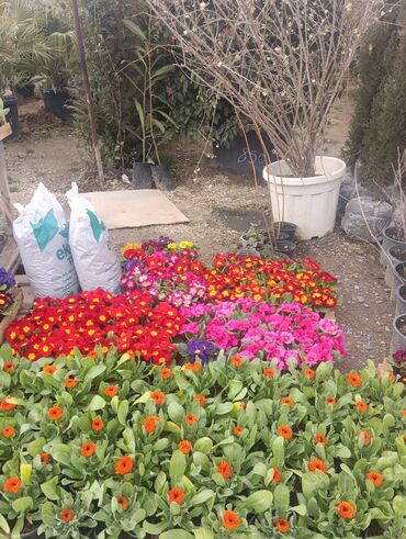 Şitillər: Torf gubresinn satisi ve dekarativ agaclarin satsi qazon torf torpaq -da lalafo.az — 4 Şitillər: Torf gubresinn satisi ve dekarativ agaclarin satsi qazon torf torpaq — 4