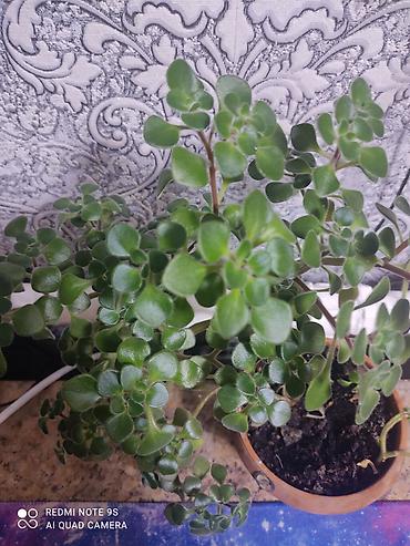 Другие товары для дома и сада: Продаю диффенбахии. Диффенбахия чистит воздух, помогая удалять из — 2