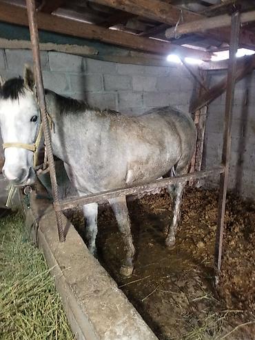 Другие с/х животные: Лошадь (серой масти) и телёнок (чёрной масти) - Лошадь: молодая — 2
