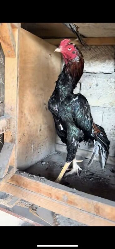 bmw 3 серия 328ci at: Məhsul: Uzunboylu Asil tipli xoruz Xüsusiyyətlər: - Cins: Asil/Şamo