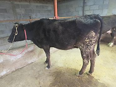 Коровы, быки: Продаю | Корова (самка) — 2