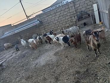 ucuz keci: Qoyun-keçi sürüsü satılır - Çoxsaylı müxtəlif cins və rəngdə keçilər — 3