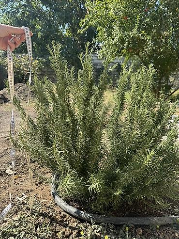 dekorativ bitkilər: Rozmarin 70 cm- 15 manat 50cm -10 manat 30 cm - 5 manat Rozmarin — 1